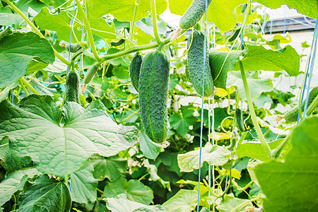 自制黄瓜种植和收获 有选择性的焦点青菜食物篮子小屋盘子农场温室采摘栽培场地图片