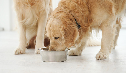 黄金寻金犬和食物宠物饥饿工作室饮食舌头喂养犬类毛皮猎犬动物图片