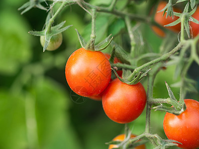 红番茄在有机蔬菜园的树枝上长满了新鲜的红色天然西红柿收成水果蔬菜场地生长食物叶子衬套园艺花园图片