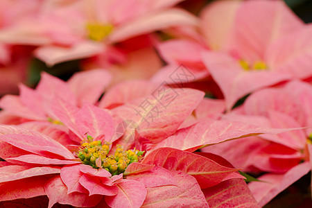 比索黄色一品粉色大理石植物植物科叶子背景图片