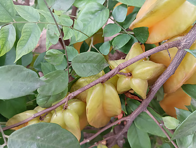 绿色叶子植物中的黄色美丽恒星果实水果热带树叶生长果树居住食物农场农业橙子图片