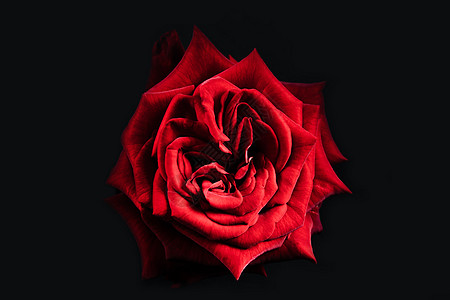 玫瑰花瓣视频新鲜的速度高清图片