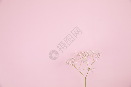 以粉红色背景在顶视中隔离的吉卜赛人小白花植物团体作品婴儿呼吸植物群圆锥花序花束花瓣小枝婚礼图片