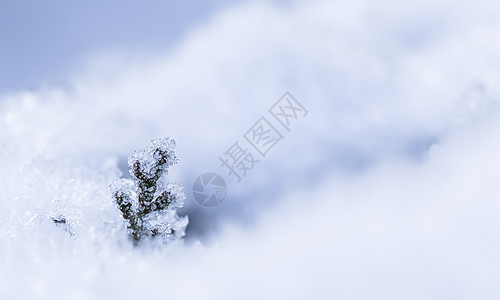 雪中一个小冰冻的薄冰树枝 自然冬天和圣诞节背景雪堆冻结假期水晶天气季节崖柏宏观薄片新年图片