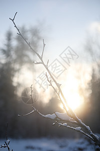 顶端的树枝上覆满雪 阳光天晴 森林天空背景中冻结的树木云杉季节魔法蓝色风景公园场景叶子天气太阳图片