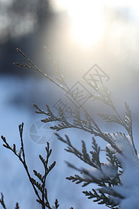 顶端的树枝上覆满雪 阳光天晴 森林天空背景中冻结的树木雪花墙纸天气云杉场景叶子魔法风景太阳环境图片