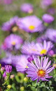 美丽的紫花朵 秋天花园的阿斯特图片