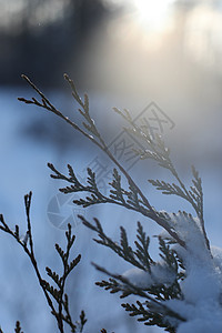 顶端的树枝上覆满雪 阳光天晴 森林天空背景中冻结的树木雪花环境植物群叶子蓝色公园季节魔法云杉墙纸图片