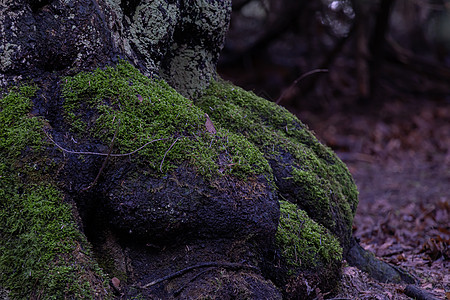 秋林中树根和绿苔草阴影享受土地环境勘探魔法荒野林地树干活力图片