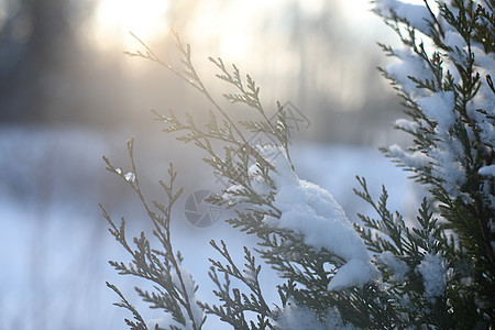 顶端的树枝上覆满雪 阳光天晴 森林天空背景中冻结的树木太阳晴天季节叶子环境雪花魔法云杉天气风景图片