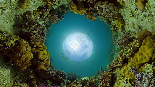 水下珊瑚礁和热带鱼 菲律宾旅游理念动物礁石热带生活探索潜水旅行野生动物图片