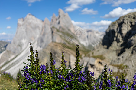 多洛米花朵登上美丽背景的顶峰风景岩石冒险天空远足场地全景假期贪婪小木屋图片