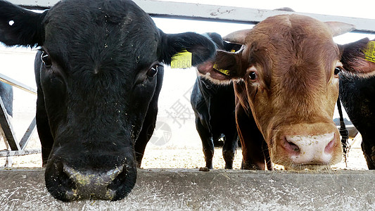 农业 牲畜农场或牧场 一个大牛棚 谷仓 一排母牛 黑色和棕色的大纯种 繁殖的公牛吃干草商业摊位农田哺乳动物牛奶配种家畜小牛农村喂图片
