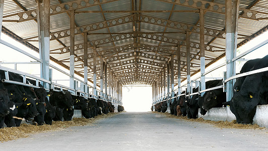 农业 牲畜农场或牧场 一个大牛棚 谷仓 成排的母牛 大黑纯种 繁殖公牛吃干草图片