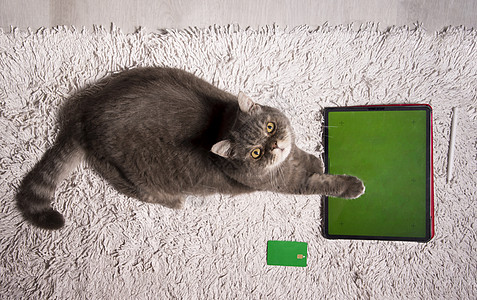 用绿屏幕玩牌桌上的宠物游戏 猫坐在桌旁边的平板板电脑上食物命令游戏情绪笔记本宠物药片展示动机咖啡图片