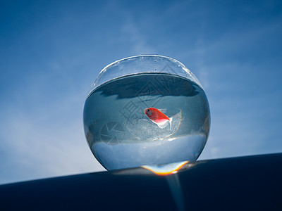 金鱼游在圆水族馆里 对抗蓝天金子动物群玻璃鱼缸运动海洋活动动物橙子宠物图片