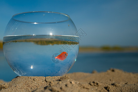 湖上沙子上有金鱼的圆水族馆图片