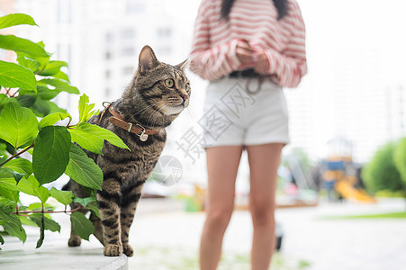 一只脱衣猫坐在户外的长凳上 年轻的妇女带着宠物在户外散步马具女士探险家叶子皮带尾巴哺乳动物虎斑友谊冒险图片