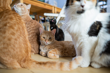 猫店里的一群猫 慈善空间微笑宠物治疗乐趣喜悦动物享受哺乳动物亲热地面图片