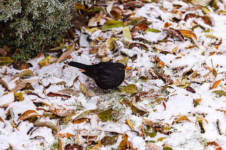 冰雪中冰冻的地上的黑鸟饲料图片