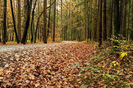 秋秋的森林中的森林道路高清图片