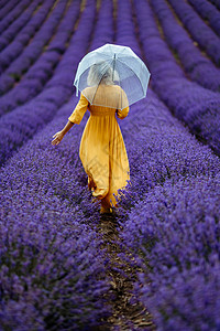 在一个雨天的雨伞下走来走去 享受芳香疗法 阿洛玛治疗概念 熏衣油 用紫色涂层照相会等场地花园女士放松热情头发化妆品薰衣草裙子阳光图片