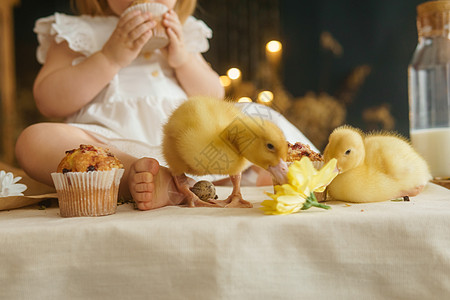 复活节桌上可爱的毛茸茸的小鸭子 旁边是一个小女孩 上面放着鹌鹑蛋和复活节纸杯蛋糕 复活节快乐的概念厨房桌子幸福友谊传统情感小姑娘图片