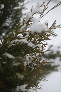 绿硫化绿色树枝覆盖着雪 冻冻植物 冬季 森林细节 冬天的美丽性质图片