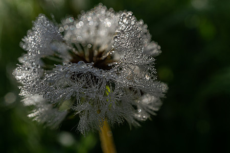 以露水特写普通dandelion图片