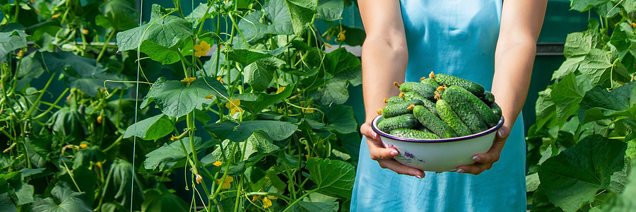 农夫手里握着黄瓜 在花园的底部树叶园艺营养沙拉季节生长植物蔬菜农业农民图片