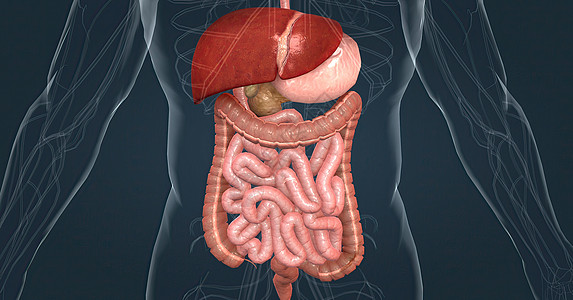 消化系统中肝脏的主要任务是处理从小肠中吸收的养分 c 肺部教育手术组织医生腹部解剖学插图外科药品回肠图片