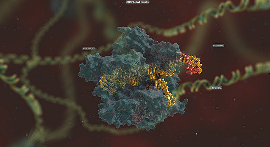 RNA骨干长长与DNA相连 预设序列将Cas9引向基因组的正确位置生物细菌染色体酵素编辑基因组化合物化学遗传学细胞图片