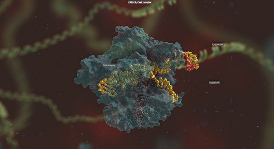 RNA骨干长长与DNA相连 预设序列将Cas9引向基因组的正确位置噬菌体生物细胞微生物学物质编辑细菌技术基因组化合物图片