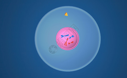 在细胞生物学中 骨质疏松是细胞循环的一部分 将复制的染色体分离成两个新的核 3D 插图体细胞生物学染色间期单体染色质施肥丝粒精细图片