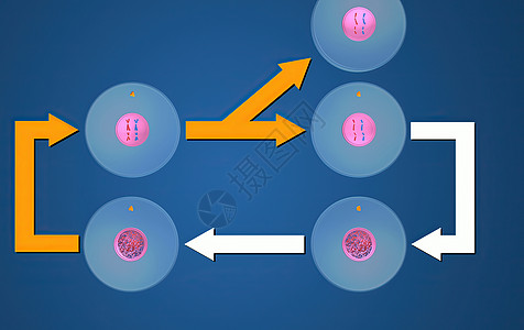 在细胞生物学中 骨质疏松是细胞循环的一部分 将复制的染色体分离成两个新的核 3D 插图细胞分裂精细胞间期染色生物学受精卵配子体细图片
