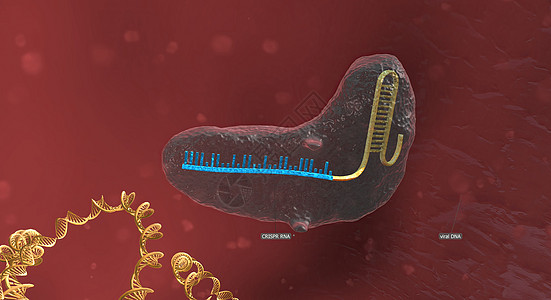 RNA骨干长长 与DNA相连 预设序列将Cas9引向基因组的正确位置 3D 插图基因组物质微生物学化合物遗传技术染色体遗传学噬菌图片