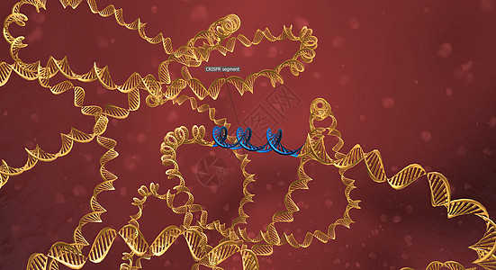 RNA骨干长长 与DNA相连 预设序列将Cas9引向基因组的正确位置 3D 插图生物物质酵素编辑微生物学感染技术细胞遗传学噬菌体图片