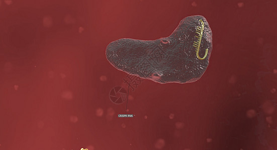 RNA骨干长长 与DNA相连 预设序列将Cas9引向基因组的正确位置 3D 插图遗传化学细菌染色体感染编辑生物微生物学酵素技术图片