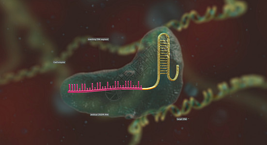 RNA骨干长长 与DNA相连 预设序列将Cas9引向基因组的正确位置 3D 插图技术编辑遗传学噬菌体细菌生物染色体酵素化合物细胞图片