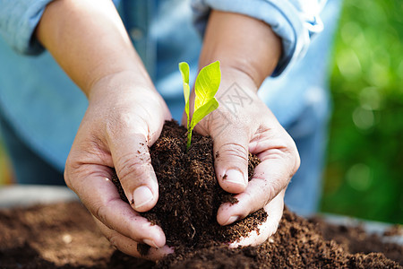 用手种植树木 生态地球日 拯救世界 拯救地球 绿化教育生态行星生物学植物叶子回收生活生长商业图片