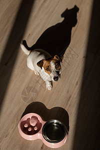 双碗吃得慢 一碗水给狗 在粉红色板块附近看到一只杰克·鲁塞尔的野狗 木制地板上有干粮图片