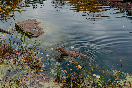 欧洲水獭 Lutra lutra 在清澈的水中游泳 长尾巴的可爱毛皮动物 自然界中濒临灭绝的鱼类捕食者 溪中的野生动物 居欧洲 图片
