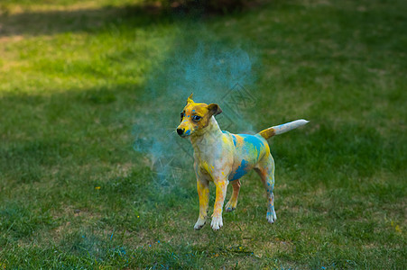 狗杰克罗塞尔特瑞尔在一片绿草坪上跳下 沾满了辣椒色的彩色犬类哺乳动物活力跳跃行动宠物草地跑步诡计艺术图片