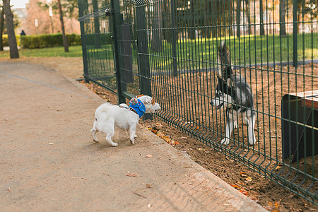 在阳光明媚的春日 在野外玩狗游乐场游戏时 狗杰克罗瑟尔泰瑞尔和哈斯基滑稽公园宠物感情伴侣朋友犬类动物季节会议猎犬图片