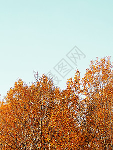 自然 景观和环境 金色的秋天风景 秋天的树木 秋天的树叶和树叶作为风景如画的季节性假日背景植物阳光花园植物群公园旅行场景橙子天空图片