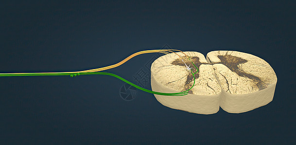 脊髓由脊椎的柱子组成图片
