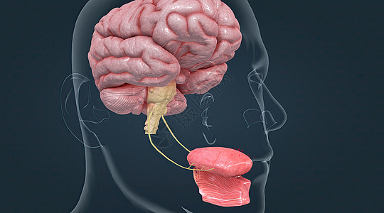 味道被被称为品味芽的化疗受体感应到生物学系统大脑皮层器官丘脑刺激神经系统中枢神经味蕾食物图片