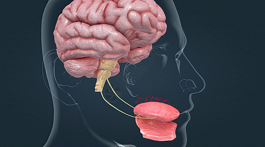 味道被被称为品味芽的化疗受体感应到鲜味大脑皮层食物冲动丘脑系统器官神经系统舌头味蕾图片