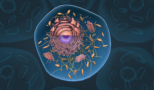 细胞结构和功能 细胞机动器图片