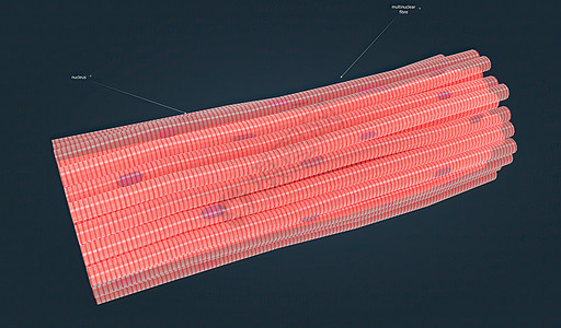 整个骨骼肌被认为是肌肉系统的一个器官生物学上臂细胞生物肌纤维骨头肌细胞功能动物半径图片
